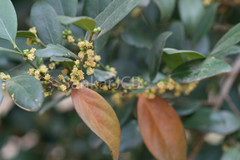 Suregada angustifolia